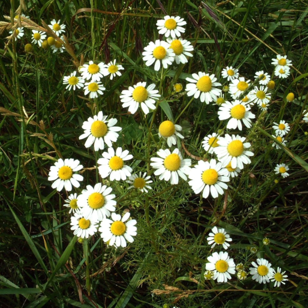 MATRICAIRE FLEUR