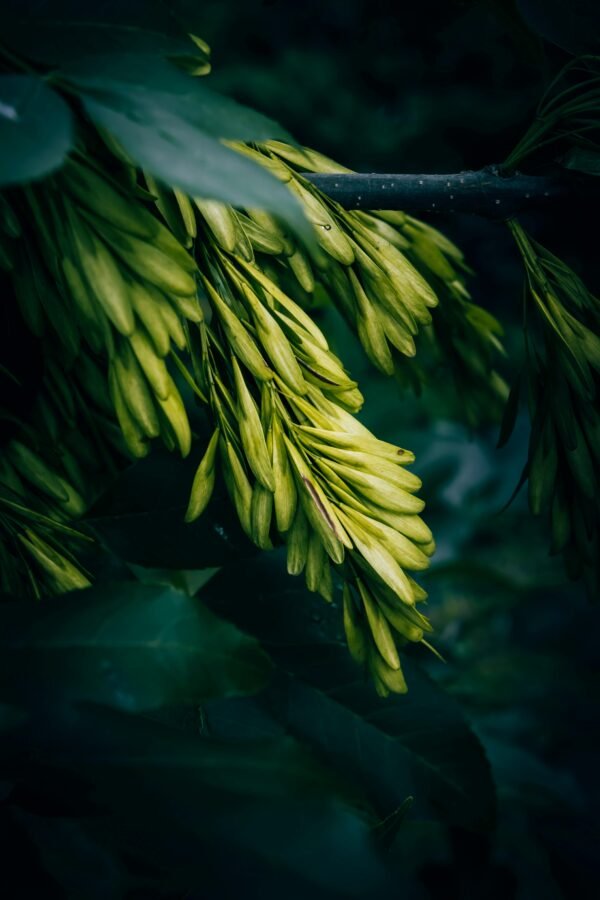 Frene Feuille