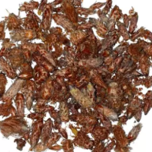 Pin Bourgeons
