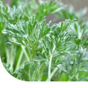 Absinthe (artemisia absinthium)