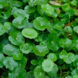 centella asiatica poudre