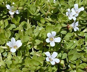 bacopa (brahmi)
