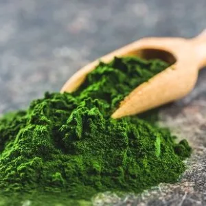 chlorella  en poudre